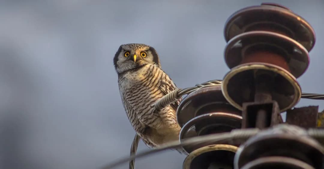 Jak filmy o zwierzętach zmieniają nasz stosunek do natury?